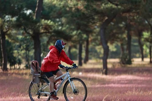 Lễ hội cỏ hồng huyện Đak Đoa diễn ra vào cuối tháng 11