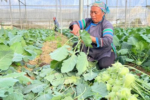 Nông dân Bắc Hà thu hơn 27 tỷ đồng từ trồng rau an toàn