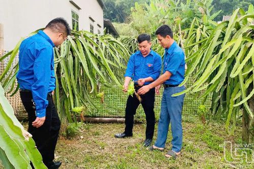 Thanh long ruột đỏ kết mật trên vùng đất khó
