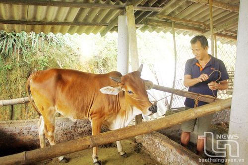 Tích cực triển khai dự án giảm nghèo bền vững