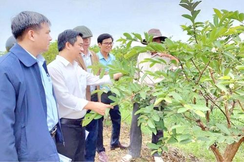 Thi đua sản xuất giỏi