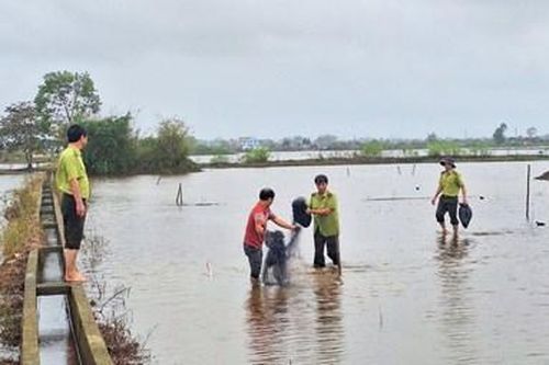 Nhiều cá thể chim trời được thả về môi trường tự nhiên