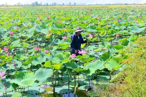 Hương Trà: Tái cơ cấu nông nghiệp theo hướng gia tăng giá trị, bền vững