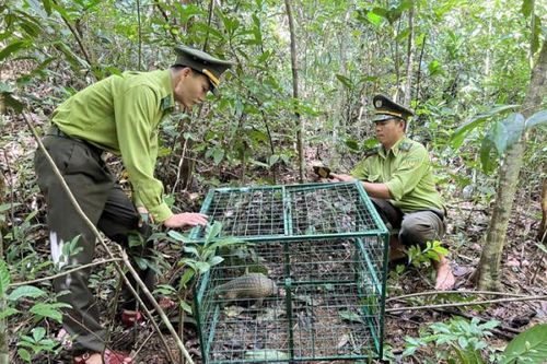 Chung tay ngăn 'chảy máu' dải rừng tự nhiên độc đáo của Việt Nam