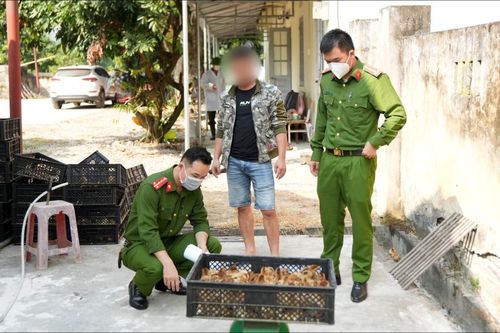 Bắt vụ vận chuyển trên 20.000 con gà giống không rõ nguồn gốc