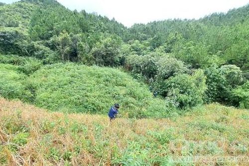 Cận cảnh rừng trồng được 10 năm bị mất ở Kon Tum
