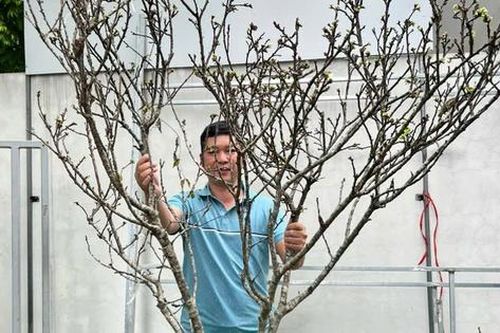 Hoa mận Tây Bắc xuống phố sớm, giá bán từ 800.000 đồng/cành nhưng khách mua chậm là hết