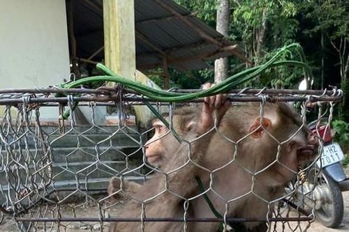 Nhiều động vật quý hiếm đi lạc, sập bẫy được thả về tự nhiên