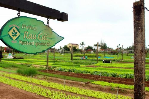 Làng rau Trà Quế - 'Làng du lịch tốt nhất thế giới' năm 2024