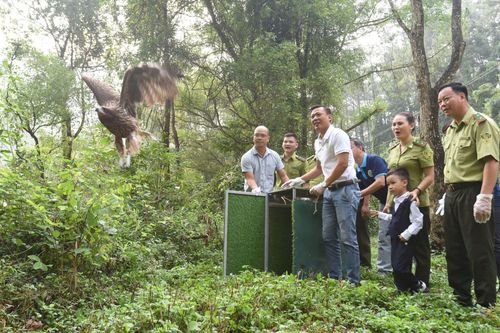 Vườn quốc gia Tam Đảo tái thả 74 cá thể chim hoang dã về tự nhiên