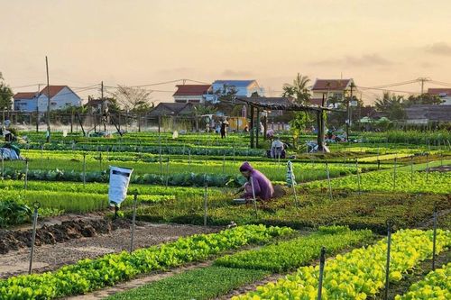 Làng rau Trà Quế được công nhận là Làng du lịch tốt nhất năm 2024