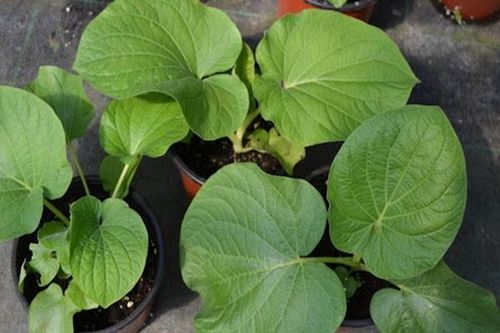 Lá mọc dại bìa rừng thành đặc sản dân phố tranh nhau mua