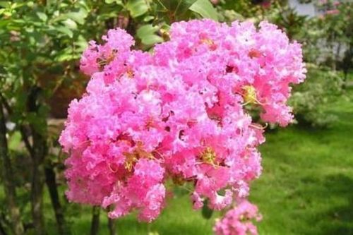 Cây hoa tường vi trồng trước nhà có tốt hay không?