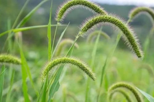 Loài cỏ dại mọc khắp nơi, đem phơi khô bán 'đếm tiền mỏi tay'