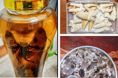 Chở bình rượu ngâm rắn hổ chúa đi bán, thanh niên bị bắt giữ