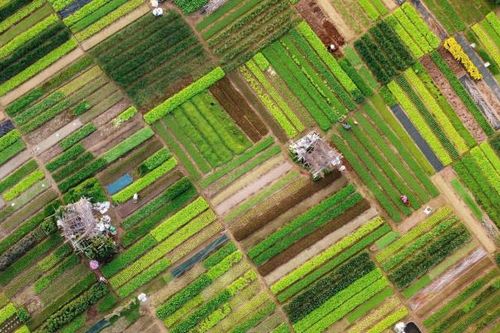 Quảng Nam: Làng rau Trà Quế được công nhận là Làng Du lịch tốt nhất năm 2024