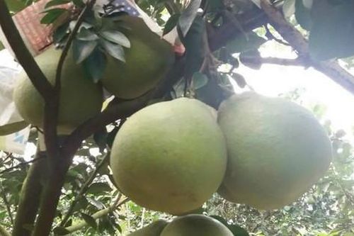 Loại trái đặc sản ngon nức tiếng ở Đồng Nai