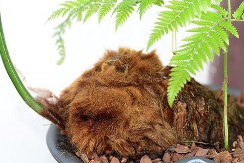3 tác dụng của cây cu li hay gây hiểu nhầm