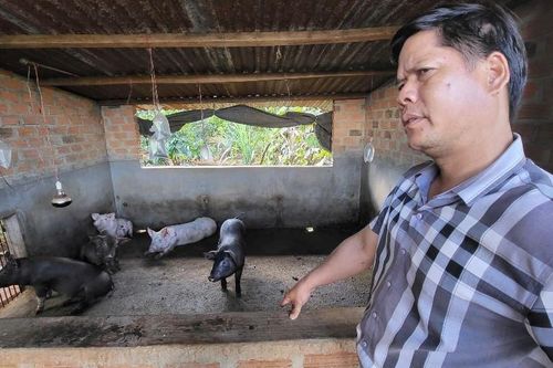 Gia Lai yêu cầu làm rõ vụ lợn giống cấp cho người nghèo chết hàng loạt