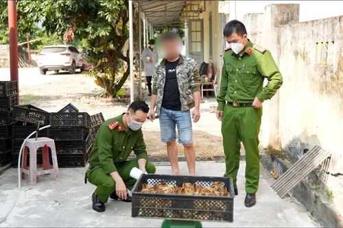 Phát hiện vụ vận chuyển trên 20 nghìn con gà giống không rõ nguồn gốc
