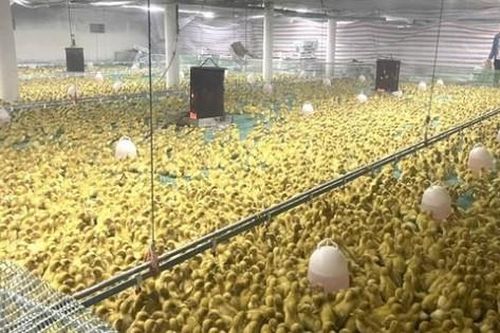 Mạnh dạn đầu tư nuôi con 'dân nhậu thích mê', anh nông dân nhẹ nhàng lãi 600 triệu đồng