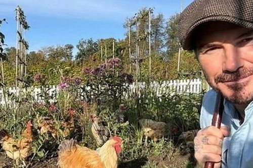 David Beckham bỏ phố về quê 'nuôi cá, trồng rau' trong nông trại giá 350 tỷ đồng
