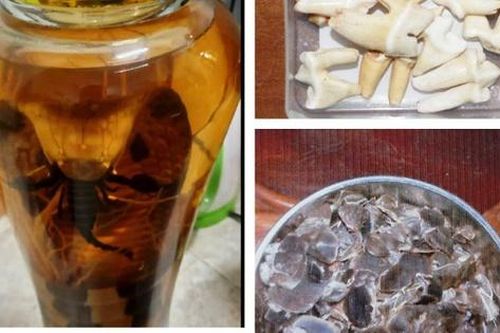 Mang rượu ngâm rắn đi bán, nam thanh niên bị khởi tố
