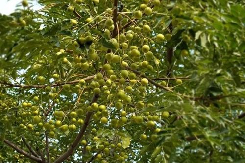 Quả dại rụng không ai nhặt, ai ngờ lấy hạt đem bán lại 'hái ra tiền'