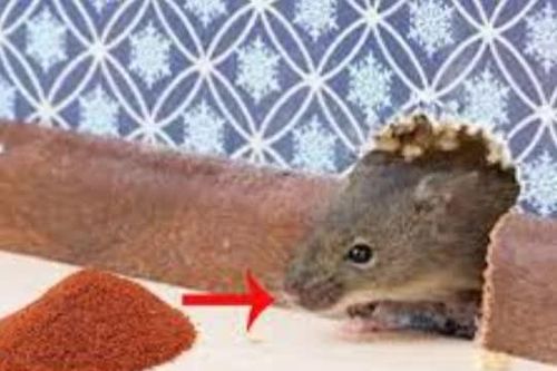 Mẹo đuổi chuột không dám bén mảng vào nhà nhờ các loại gia vị trong nhà bếp