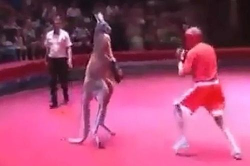 CLIP: Cười 'ngả nghiêng' với màn đấm bốc giữa người và Kangaroo