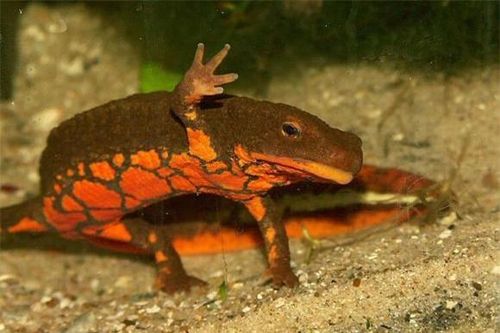 Một loài cá được coi là 'báu vật của Tam Đảo': Có thể là hậu duệ của khủng long, được đưa vào Sách đỏ Việt Nam