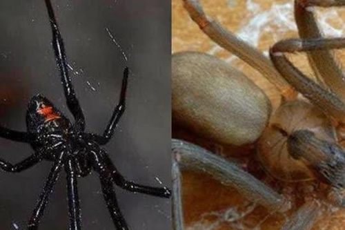 3 loài nhện độc nhất, có thể giết được rắn độc!