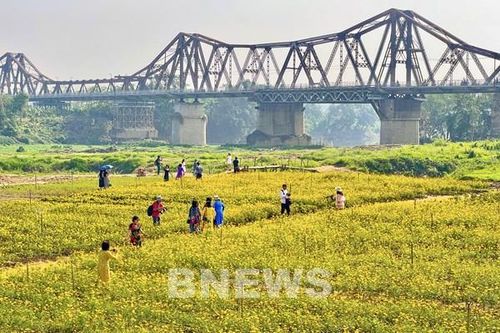 Mê mẩn 'rừng' hoa cúc dưới chân cầu Long Biên