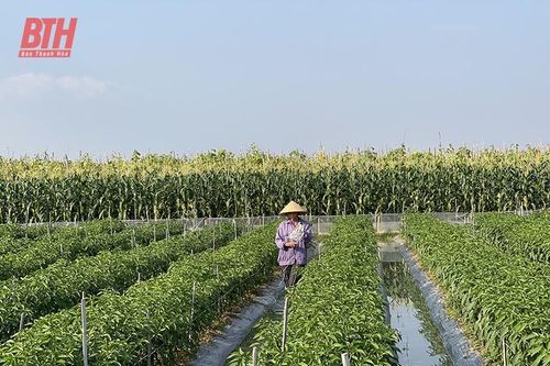 Sản xuất rải vụ để giảm áp lực tiêu thụ cây trồng vụ đông