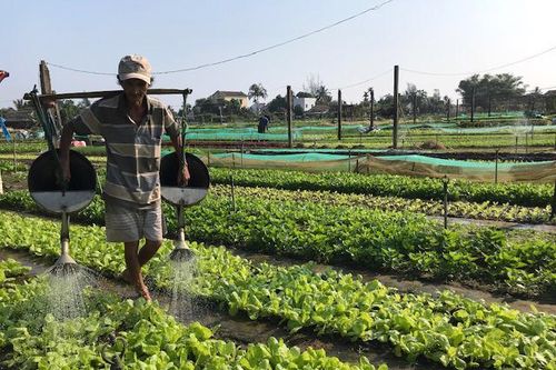 Làng rau Trà Quế được công nhận 'Làng Du lịch tốt nhất' năm 2024