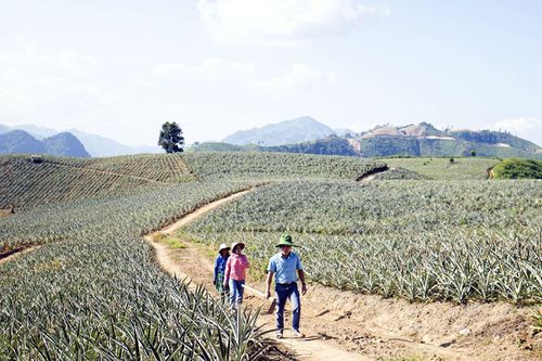Mường Nhà mở rộng diện tích trồng dứa