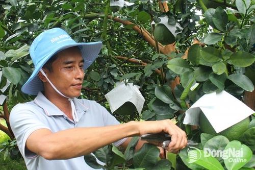 Thành công từ ý tưởng trồng bưởi da xanh độc đáo