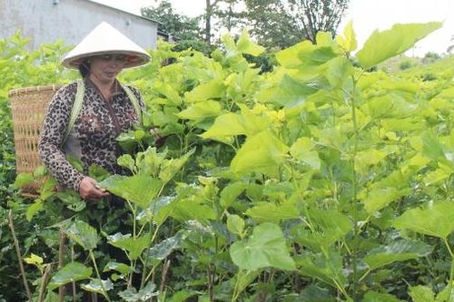 Bảo Lâm: Nông nghiệp chuyển mình