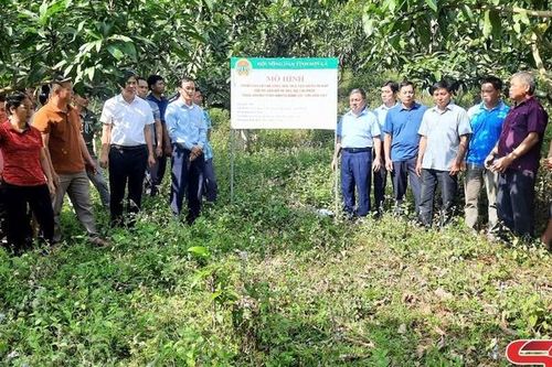 Tổng kết mô hình thâm canh, cải tạo giống xoài theo tiêu chuẩn VietGAP