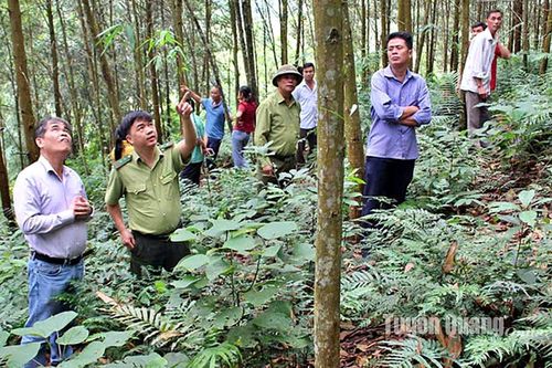 Cấp mã số vùng trồng: Minh bạch hóa lâm sản xuất khẩu