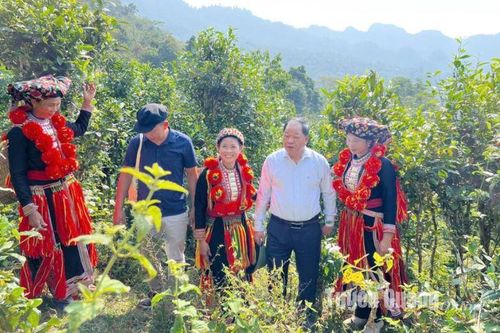 Vùng chè Shan Khau Mút Thổ Bình được cấp chứng nhận hữu cơ