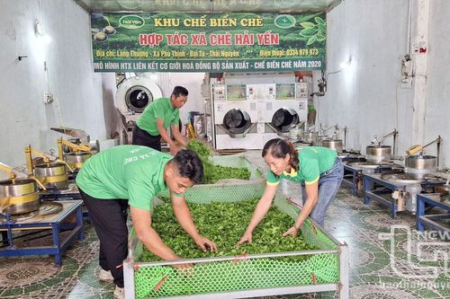 Thêm 5ha chè được chứng nhận đạt tiêu chuẩn hữu cơ