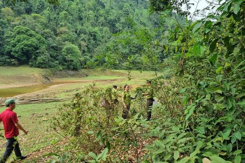 Thái Nguyên gia tăng diện tích trồng rừng và nâng cao giá trị kinh tế