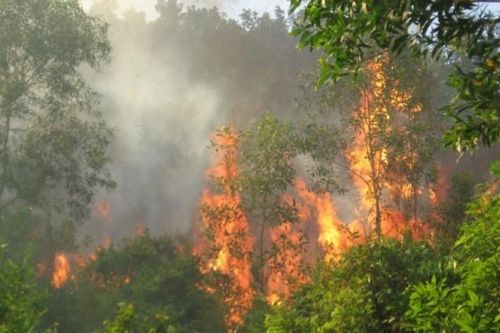 TKV tăng cường các biện pháp cấp bách phòng, chống cháy rừng mùa hanh khô