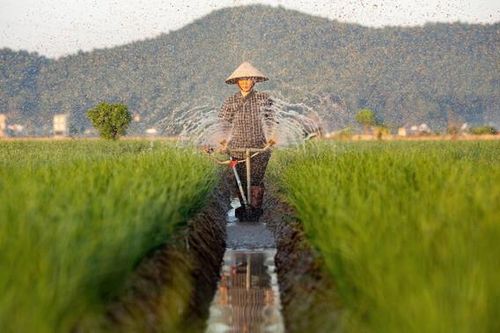 Hải Dương: Đưa trồng trọt trở thành ngành kinh tế kỹ thuật hiện đại