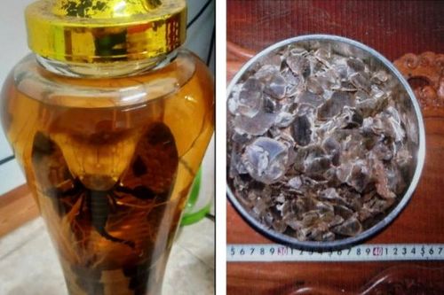 Làm rõ hành vi phạm pháp của nam thanh niên từ… bình rượu rắn