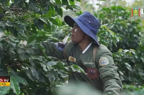 Chủ động thích ứng với quy định chống phá rừng của EU