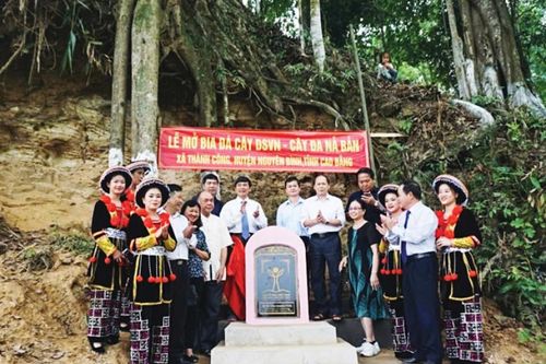 Quan tâm bảo tồn cây di sản