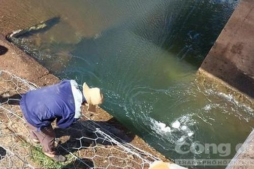 Clip: Huy động hàng trăm người bịt lổ thủng đập Ia Ring