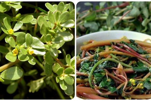 Một số bài thuốc chữa bệnh từ rau sam